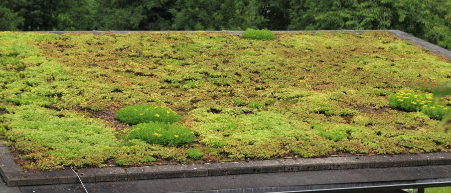 voordelen groendak